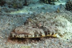 Crocodile fish in the shallows.
Sharks bay. D200,60mm. by Derek Haslam 